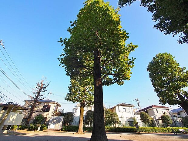 大泉つつじ公園まで約400m