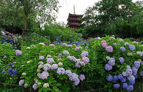 本土寺別名あじさい寺といわれる日蓮宗の名刹で、3万本のあじさいと6千本の花菖蒲が見事です。また、あまり知られていないようですが、紅葉の季節も風情があり、オススメです。 1900m