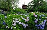 周辺：本土寺別名あじさい寺といわれる日蓮宗の名刹で、3万本のあじさいと6千本の花菖蒲が見事です。また、あまり知られていないようですが、紅葉の季節も風情があり、オススメです。 560m