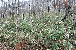 北海道上川郡清水町字旭山