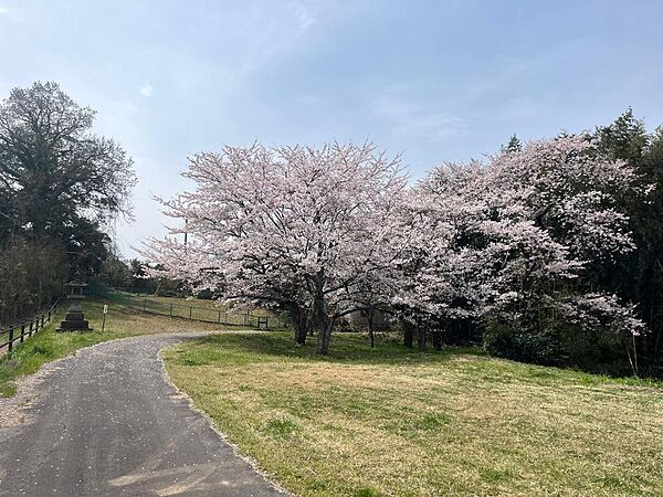 春には住宅近くに綺麗な桜が咲きます♪