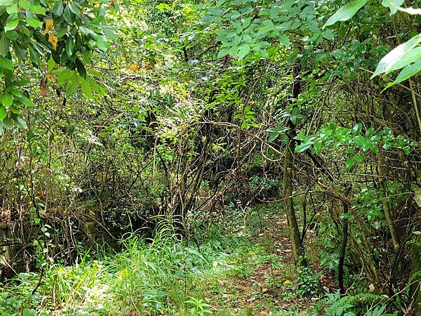 約101坪の広々とした土地です。