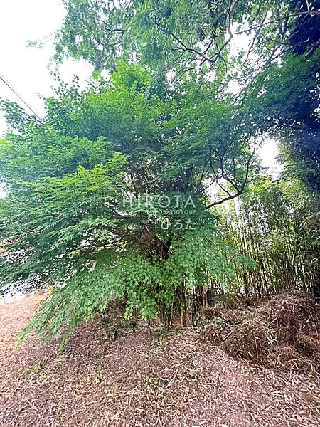 敷地内に井戸　巨木2本、未登記倉庫1棟あり。