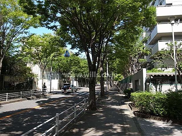 敷地南西側の前面道路。歩道があり、街路樹がきれいな通りです。