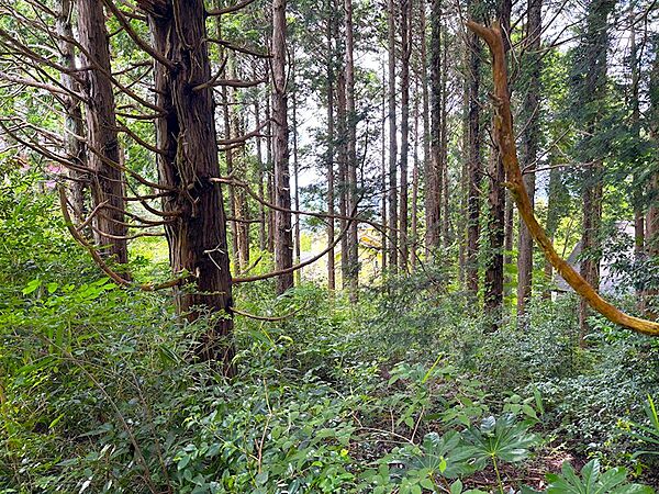 【現地】豊かな緑に囲まれた敷地です。プライベートを重視される方のおすすめです。