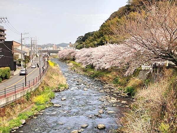 【千歳川】静岡県と神奈川県の県境となる川。春にはこのように桜が綺麗に咲きます。
