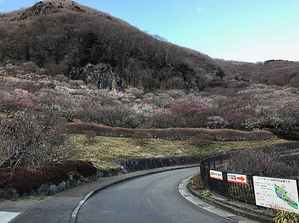 【幕山】湯河原幕山の梅林です。2月頃には満開を迎え、観光名所となっています。