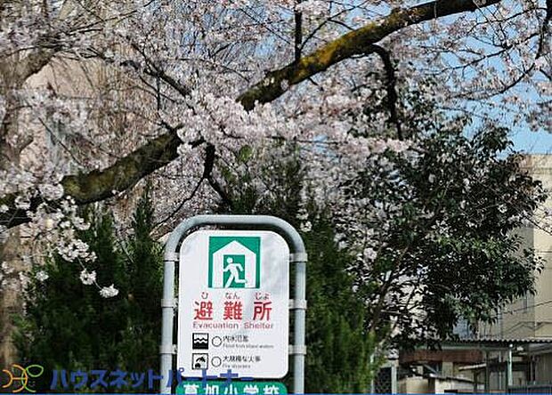 周辺環境-小学校(350m)草加小学校(ハウスネットパートナー(新築戸建専門店だから自慢のサービスをご提供! 諸費用が大幅に削減 物件数が豊富 低金利ローン ※詳しくは弊社HPをご確認ください。))
