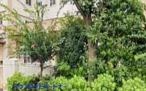 周辺環境-小学校(550m)中川小学校