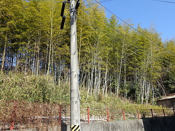山林（竹林）