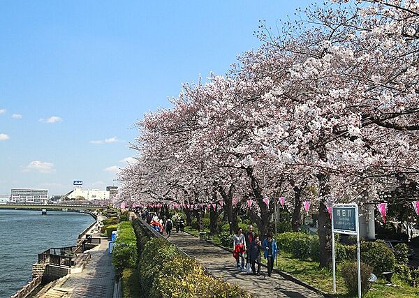 近くの隅田川では春には桜が満開！ジョギングやお散歩スポットに最適です！