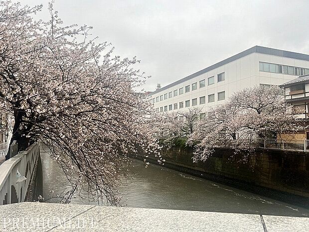 マンション周辺には、美しい桜が咲いています。