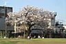 周辺：新宿区立富久さくら公園まで681m