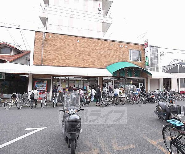画像14:新鮮市場丸の内まで1200m 淀駅近くの地元スーパー。近くには京都競馬場がございます。