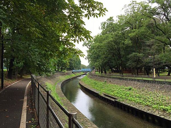 ハザードマップにはかかりませんが善福寺川緑地の散歩 1100m