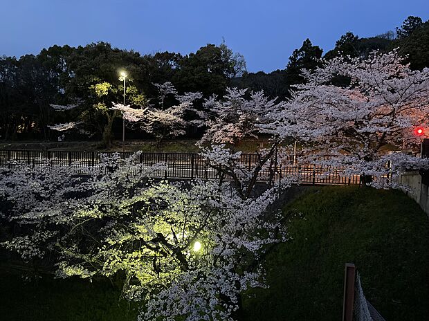 インクライン沿いの夜桜