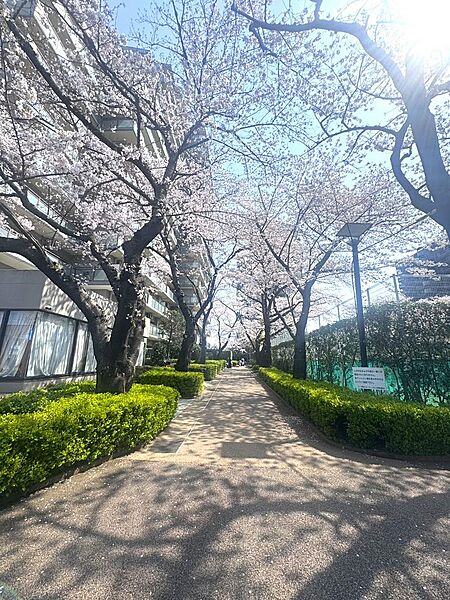 中庭は散歩等にも最適です！スーパーや歯医者さんなどもあります！