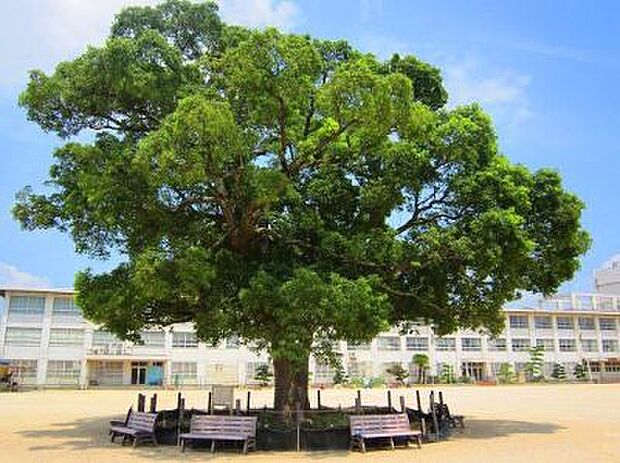 播磨小学校　約240ｍ