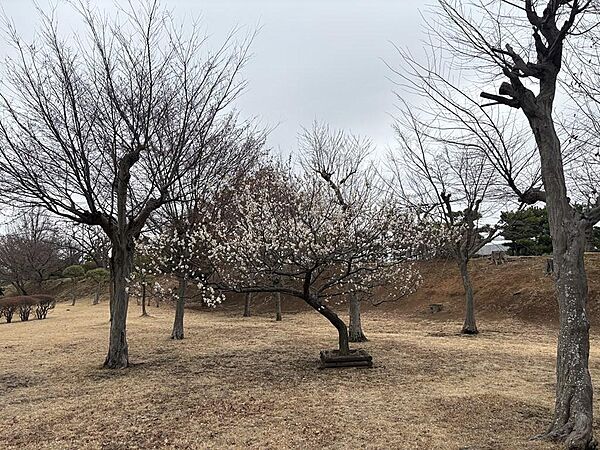 【敷地内庭】敷地内の植栽が綺麗に手入れされています。管理体制の良さがうかがえます。