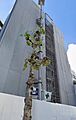 京成押上線 八広駅 徒歩5分の賃貸マンション