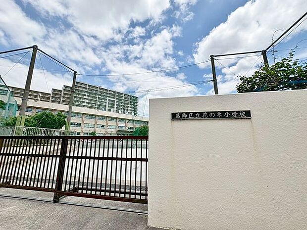 葛飾区立花の木小学校 570m