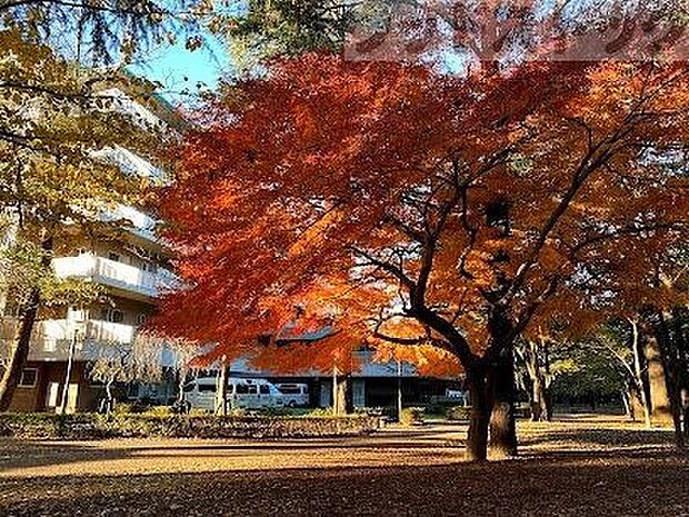 中野区立江古田の森公園 徒歩17分。 1290m