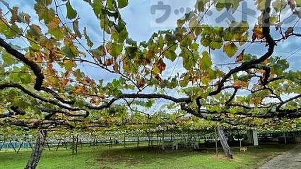 ひばりヶ丘ぶどう園 徒歩11分。 840m