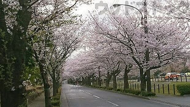 東京都立大泉中央公園 徒歩17分。 1360m