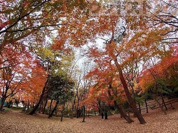 石神井公園 記念庭園 徒歩13分。 1010m