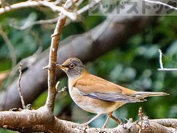 矢嶋公園 徒歩7分。 530m