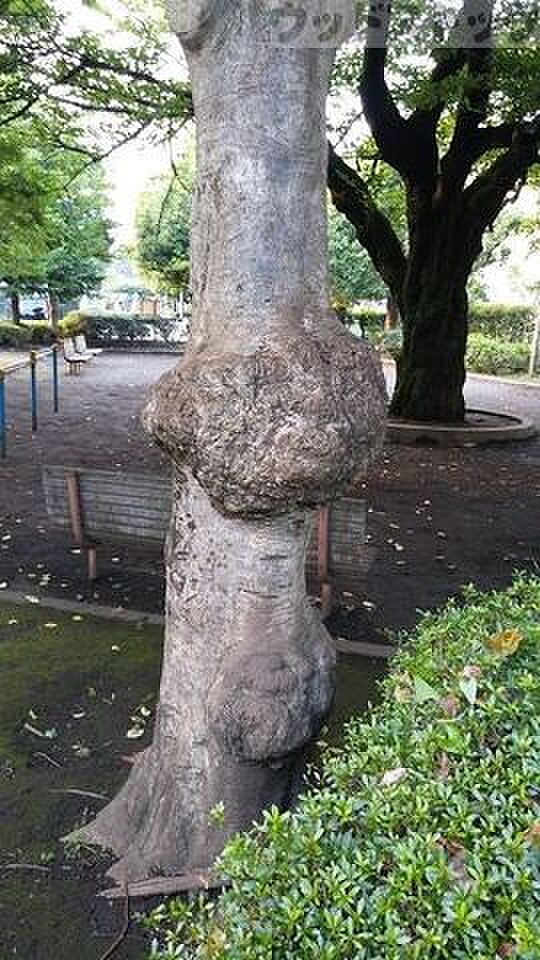 大沢のびのび児童遊園 徒歩8分。 640m