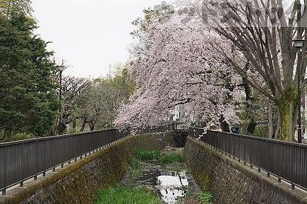 練馬区立 大泉井頭公園 徒歩13分。 1000m