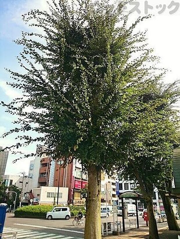 志村けんの木 徒歩18分。 1430m