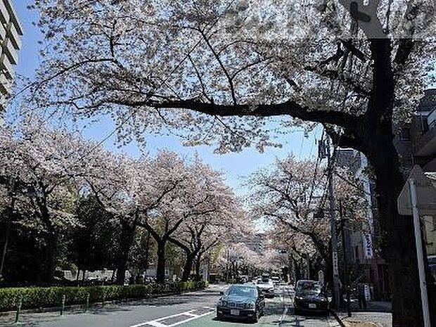北区立赤羽台さくら並木公園 徒歩15分。 1150m