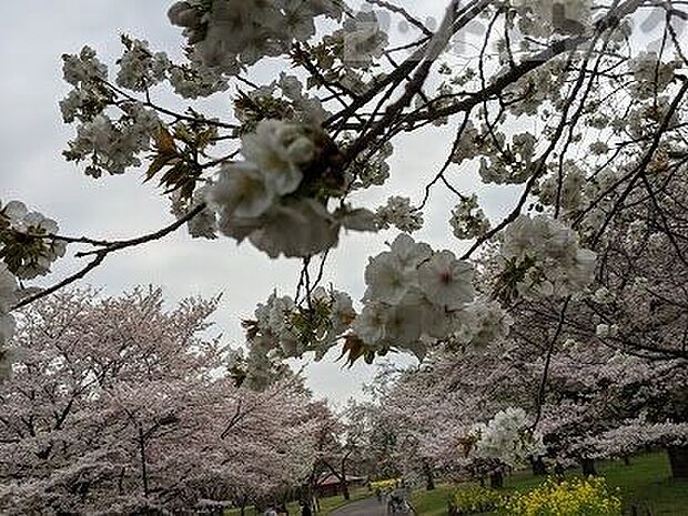 都立 小金井公園 徒歩11分。 870m