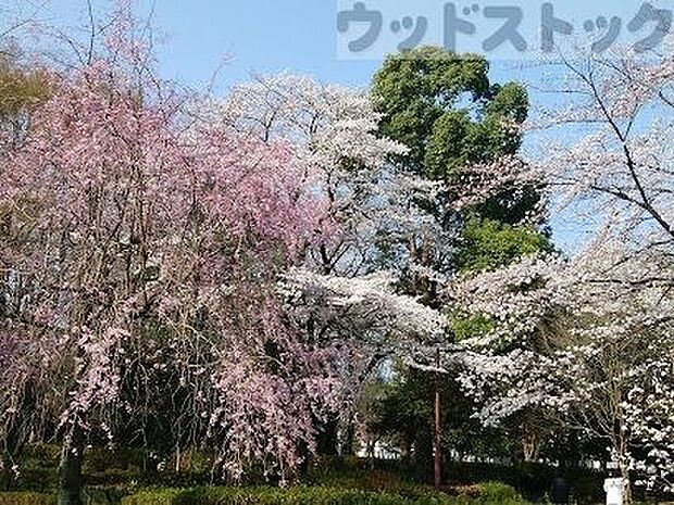 諏訪の森公園 徒歩9分。 680m