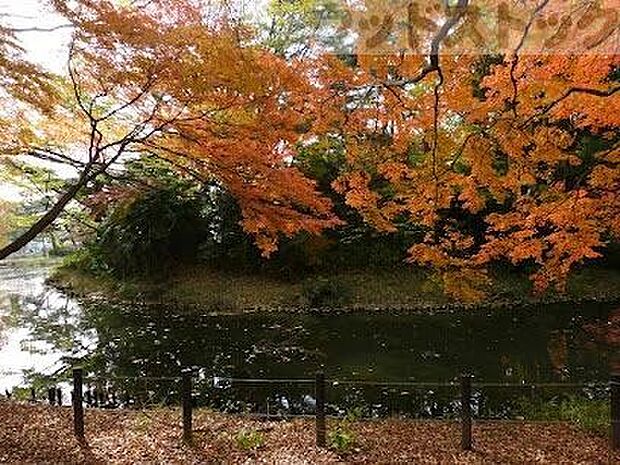 世田谷区立将軍池公園 徒歩19分。 1470m