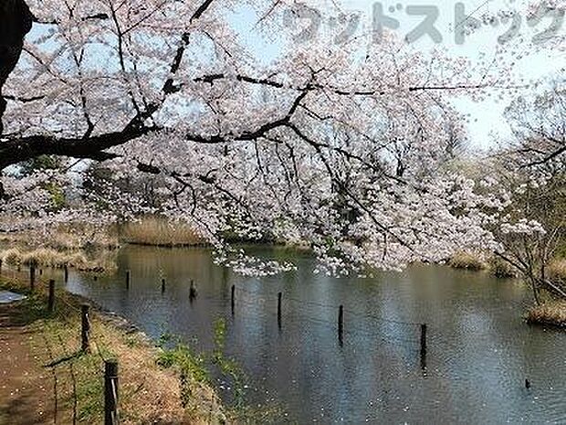 東京都立 善福寺公園 徒歩18分。 1410m