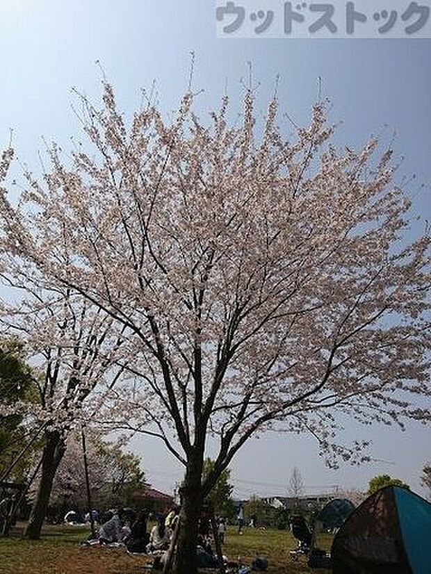 練馬区立中村かしわ公園 徒歩4分。 280m