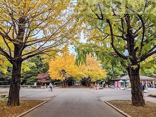 東京都立光が丘公園 徒歩13分。 980m