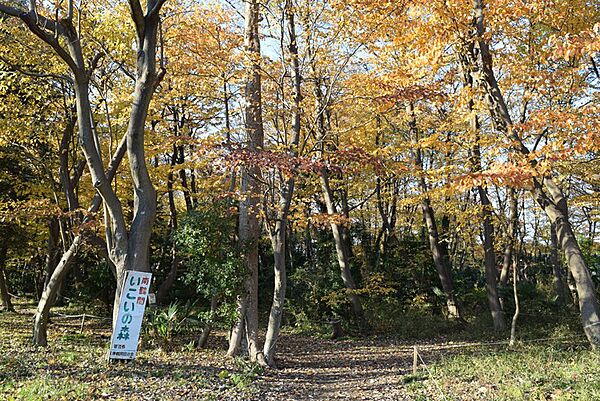 南鶴間いこいの森1147m