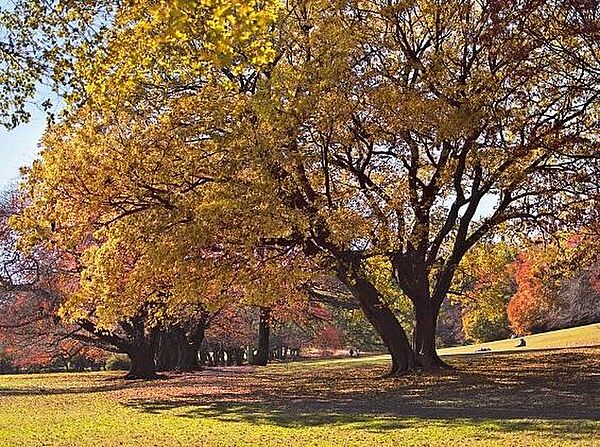 東京都立砧公園まで約670m
