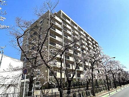 春には物件南側を流れる菖蒲川（新曽さくら川）沿いの桜並木が楽しめます