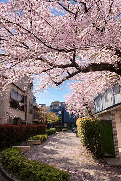 春には桜、秋には紅葉が望める公園が目の前に広がります。