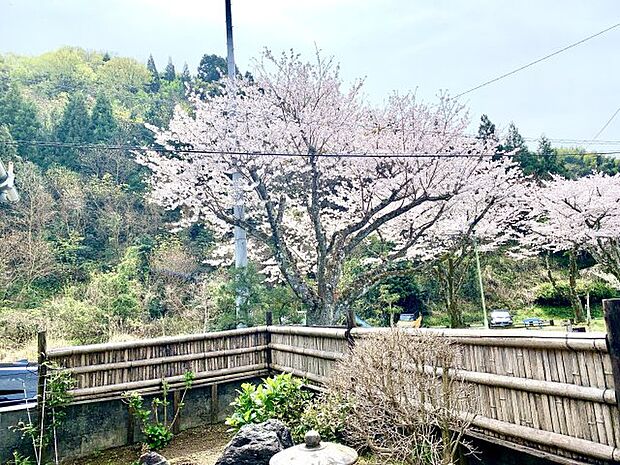 春になると綺麗な桜が間近で見れます。