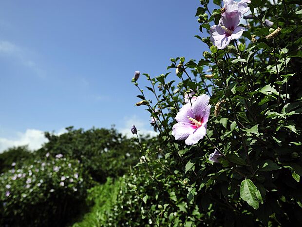 樹々に囲まれた大規模な公園。庭園と桜の間に舗装された遊歩道が通っています。