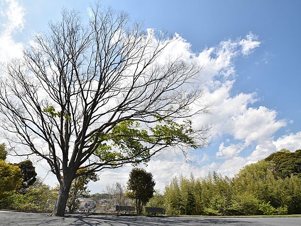 見晴らしよく景色が綺麗な公園です。お天気が良いと富士山も見えます。