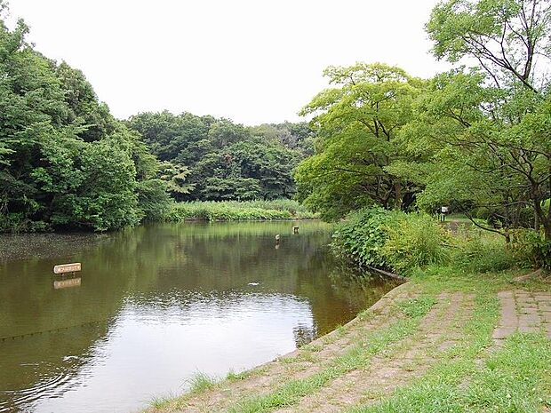 大きな池のある自然豊かな公園。ボール遊びなどができる広場もあります。