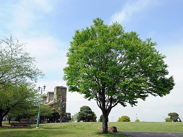 なだらかな敷地いっぱいに広がる芝生で、のびのび遊べる公園です。春の桜は見事です!