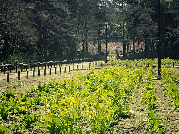 地形や樹木を活かして整備された緑に囲まれたのどかな公園。広場や池など多様な施設が整備されています。